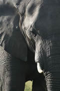Elephant Close-Up, Sabi Sand Game Reserve, &copy;Katie Carlin